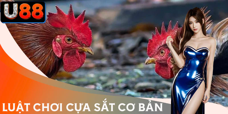 da-ga-cua-sat-luat-choi
